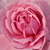 Rose - Rosiers floribunda - Fluffy Ruffles